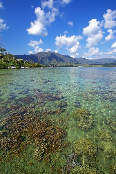 Kaneohe Bay and Coral