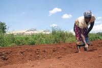 Woman Working with Soil