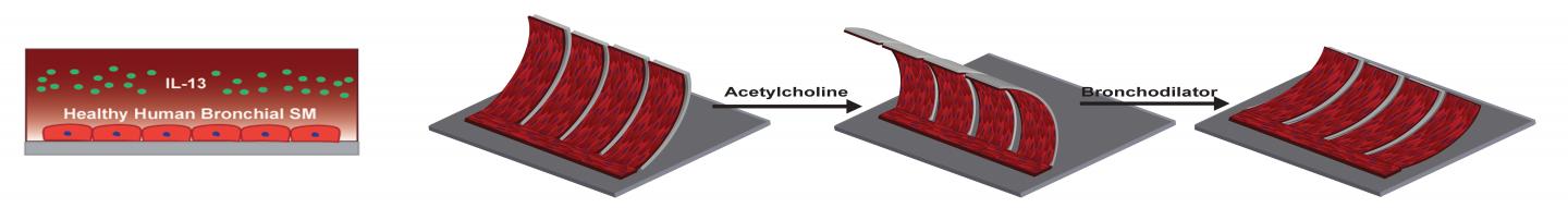 Mimicking Asthma on a Chip