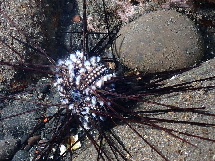 Infected sea urchin on Reunion Island