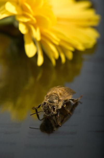 Virus Named As Possible Factor in Honey Bee Disappearance (2 of 3)