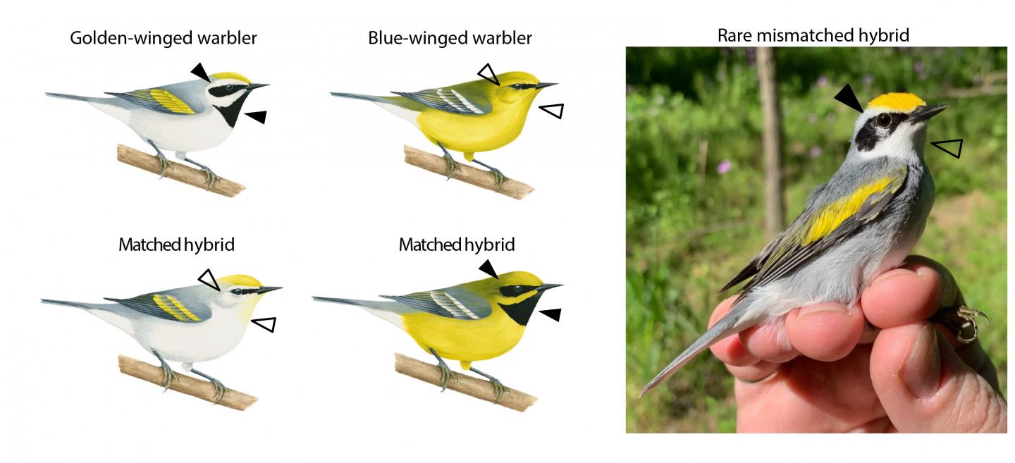 Warbler hybrid matched trait diagram