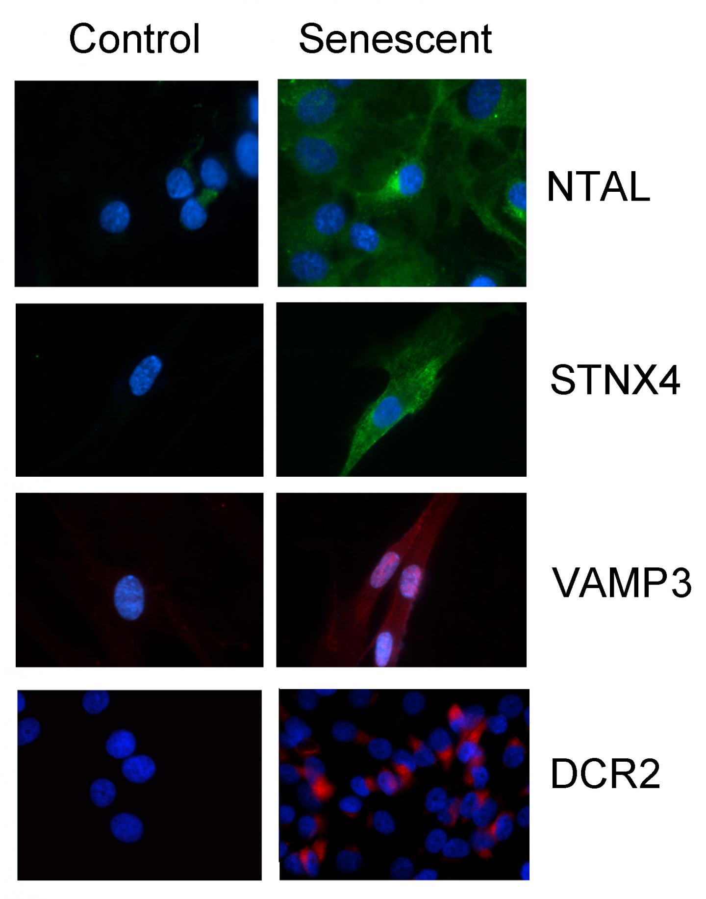 Young and Old Cells Exposed to Fluorescent Antibodies