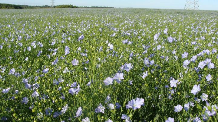 The Flax Wilt Agent Has Been Sequenced