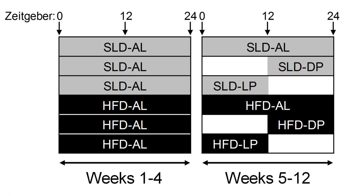 Feeding Regimes