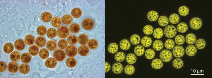 Symbiodinium Cells