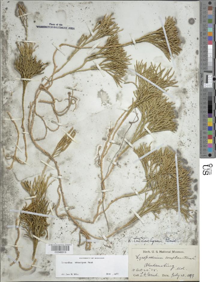 Sample Herbarium Specimen Image of Stained Clubmoss