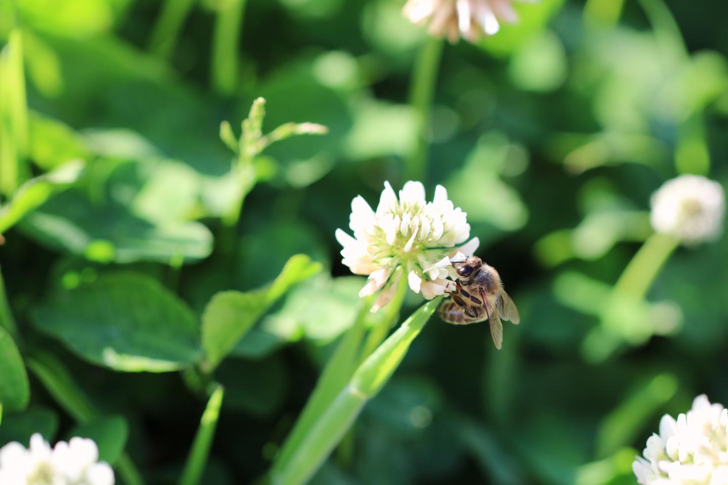 Honeybee on White Clover