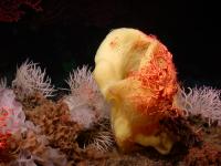 Cluster of Sponges on Davidson Seamount