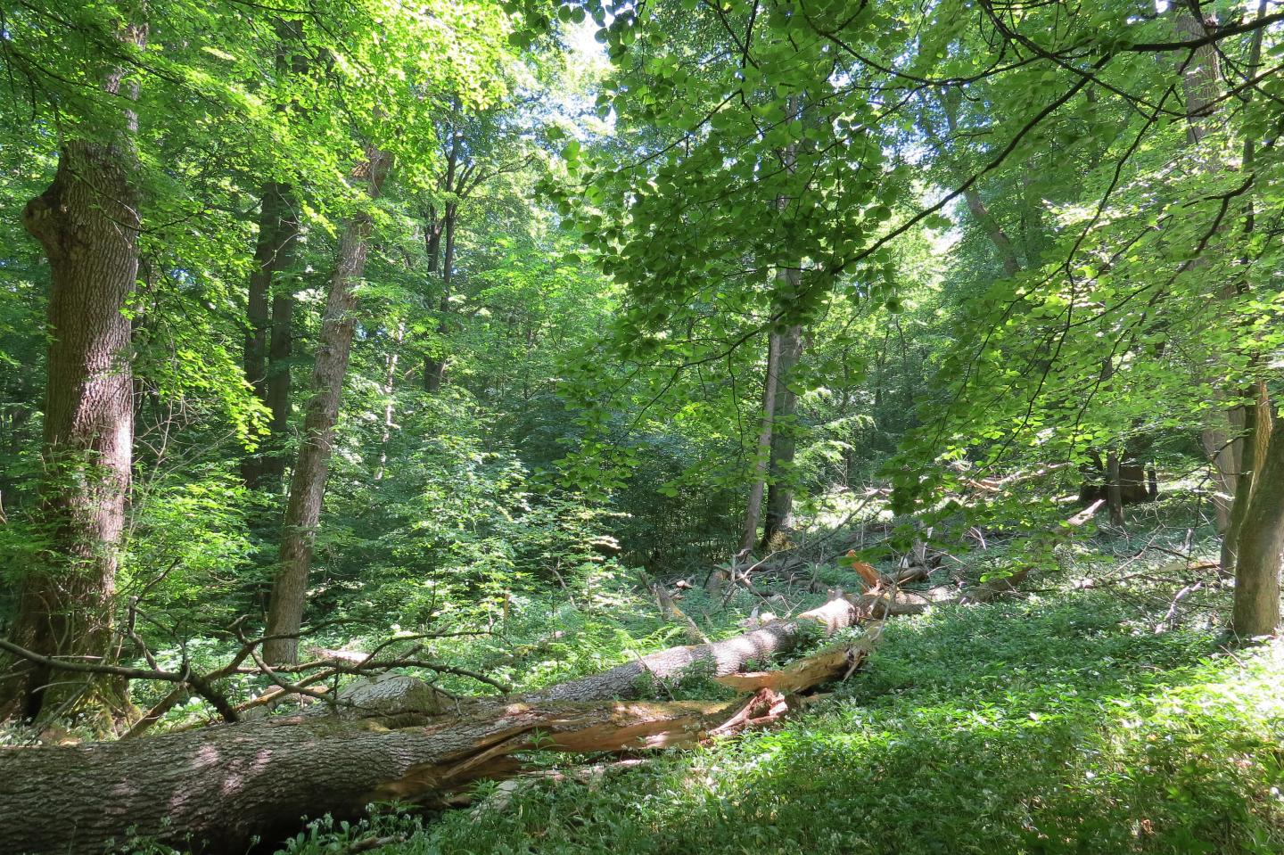 Eine Waldszene im Nationalpark Hainich 1