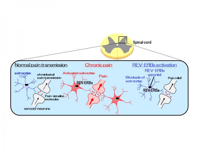 The Different Types of Pain Transmission and the Role of REV-ERBs
