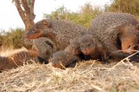 Mongoose shielding 2