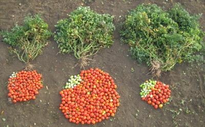 Hybrid Tomatoes at the Hebrew University