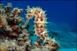 A short-snouted seahorse clinging to coral in the Red Sea.