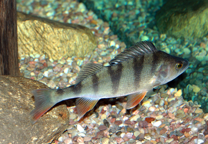 A Eurasian perch (Perca fluviatilis)