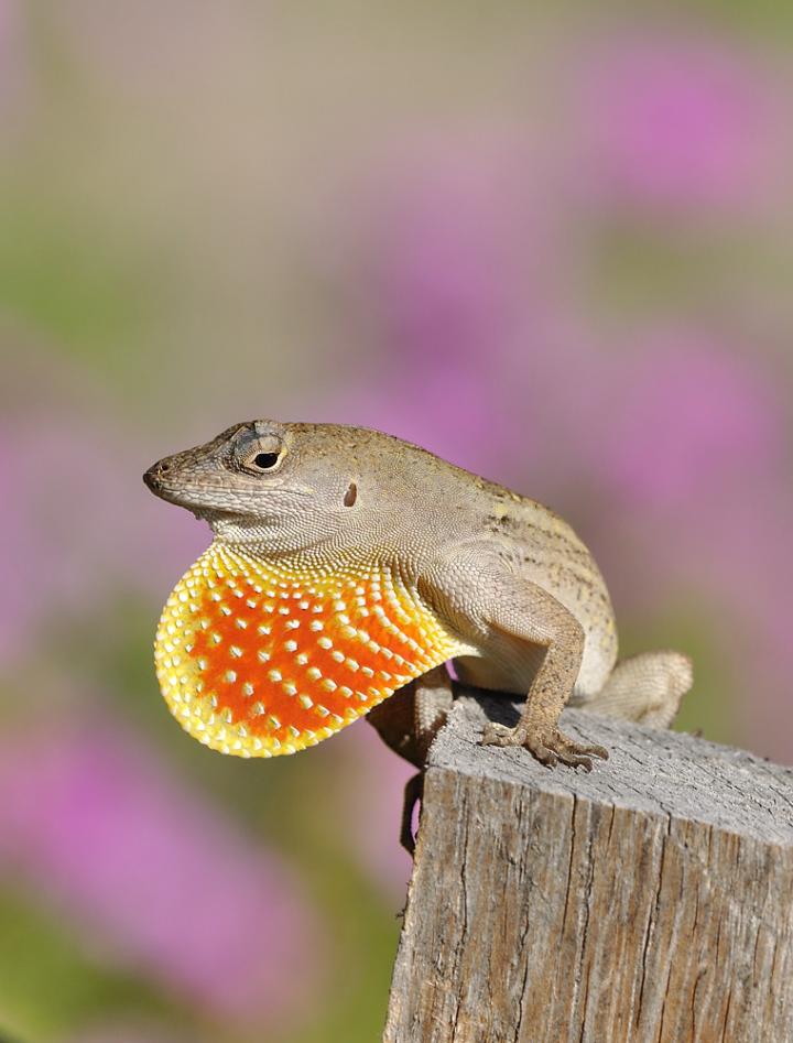 Brown Anole Lizard