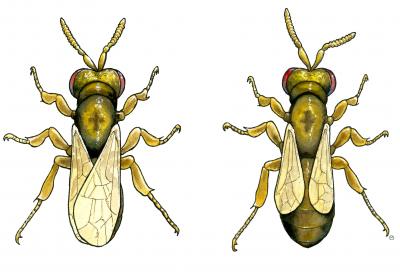 Wing Sizes of 2 Jewel (Nasonia) Wasps