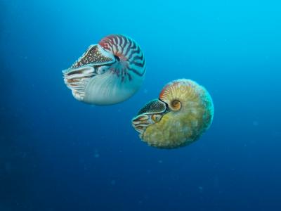 Two Types of Nautilus
