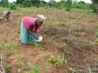 Togo Woman Applying Fertilizer