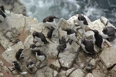 Guillemot (3 of 3)