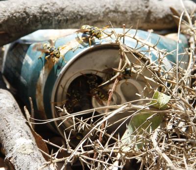 European Paper Wasps (<i>Polistes dominula</i>)