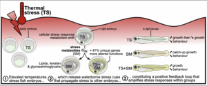 graphical abstract