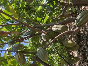 Cacao from areas such as Piura have been found to contain high levels of cadmium