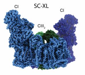 SC-XL: A specialized respiratory supercomplex that improves respiratory efficiency and protects against mitochondrial stress.