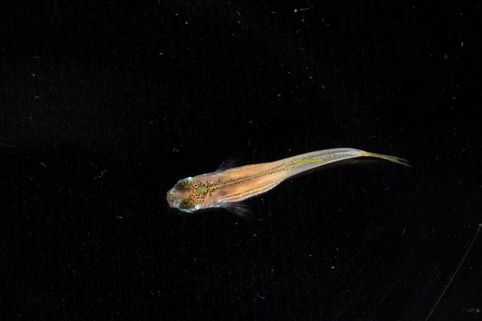 Juvenile zebrafish