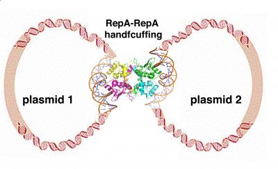 Plasmid Handcuffing