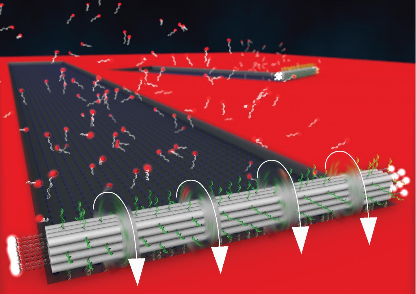 Drawing of the new DNA origami motor