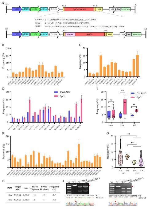 Genome editing in Chinese cabbage and cabbage using the SpCas9 variants Cas9-NG, SpG, and SpRY