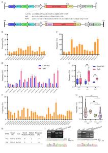 Genome editing in Chinese cabbage and cabbage using the SpCas9 variants Cas9-NG, SpG, and SpRY