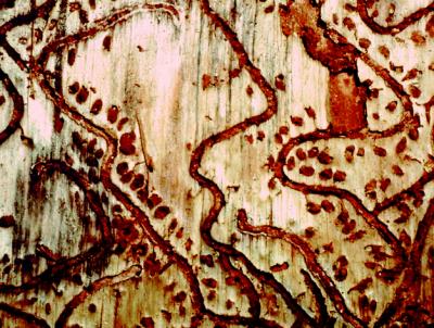 S-shaped Galleries of the Southern Pine Beetle