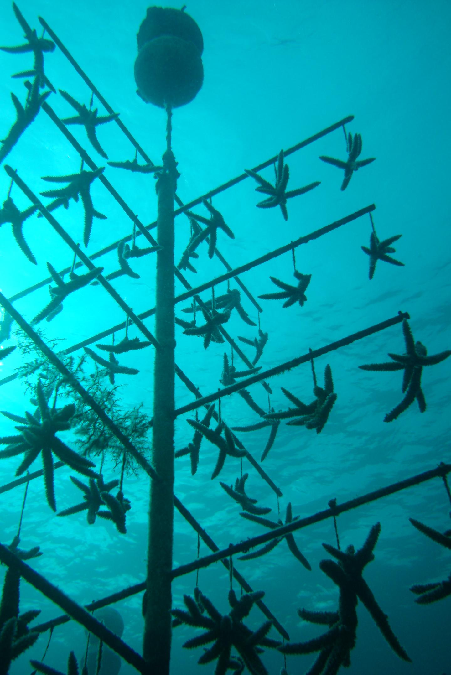 Coral Nurseries Key to Regrowth