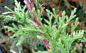 Western red cedar leaves