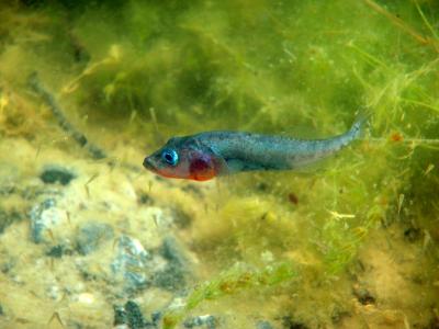 Male Stickleback and His Babies