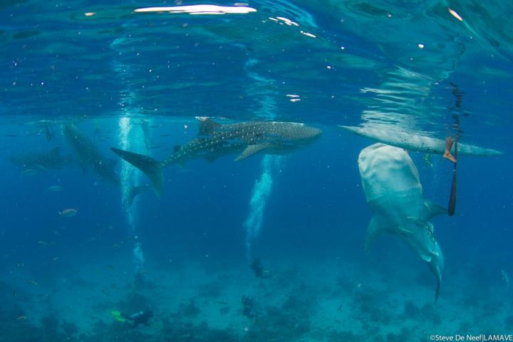 Whale Shark Getting Fed