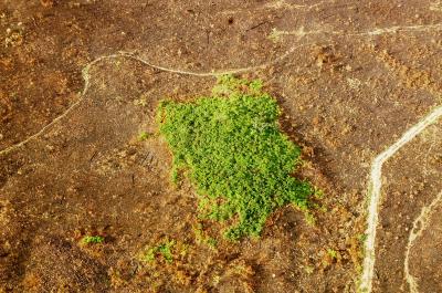Degraded Forest Island with a Burnt Edge