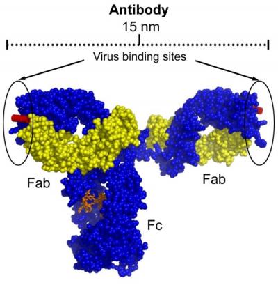 Antibody Architecture