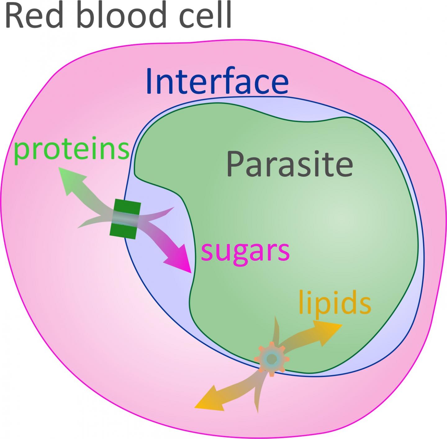 Malaria parasite membrane channels