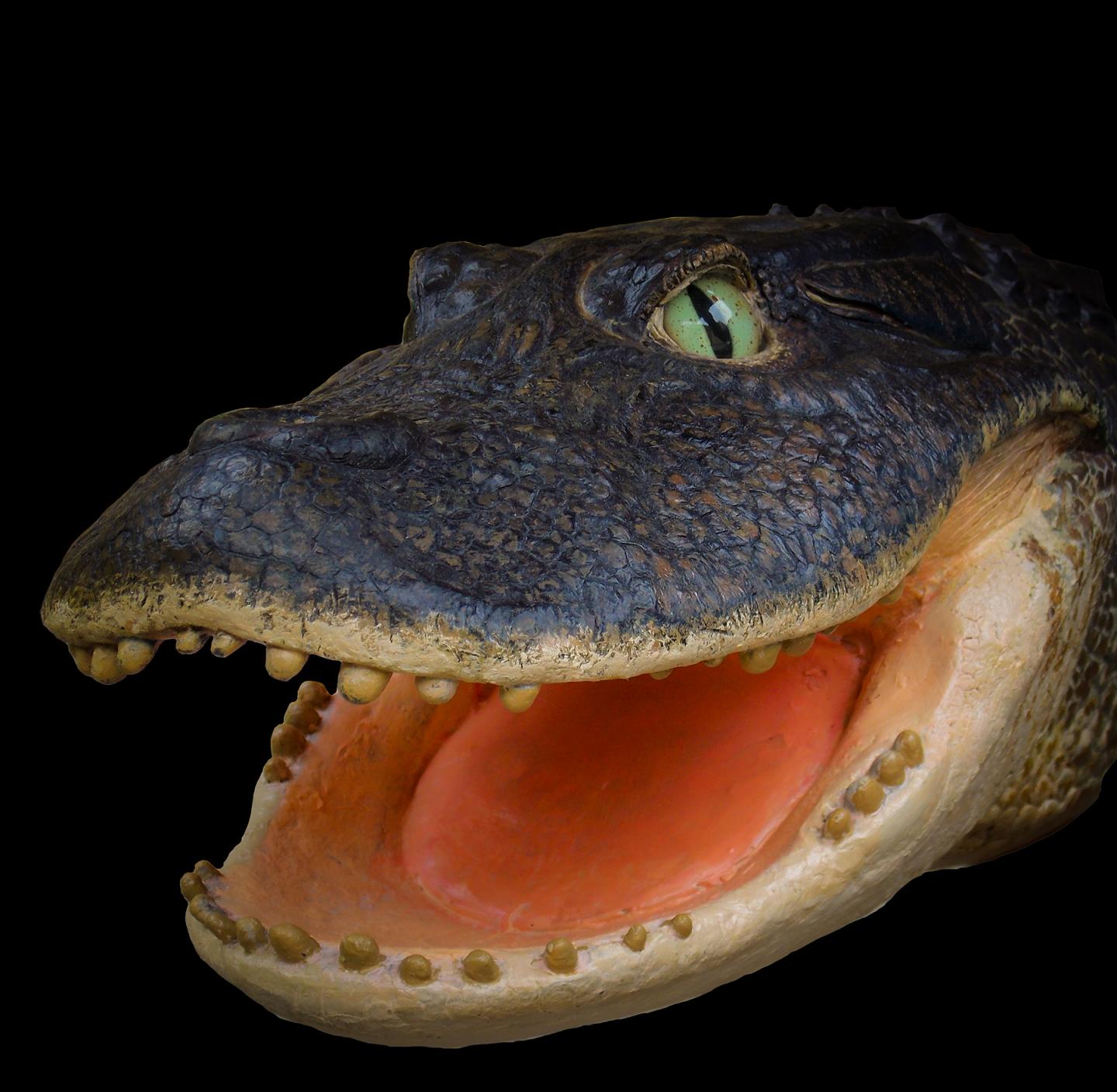 <i>Gnatusuchus</i> Reconstruction
