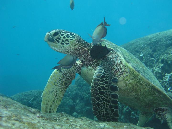 Sea Turtle