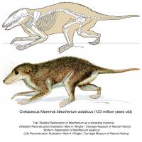 Maotherium asiaticus Reconstructions