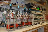 Yeast Cells Growing under Controlled Conditions in Bioreactors
