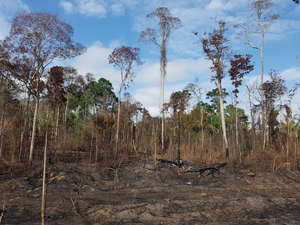 Erika_Berenguer_Brazilian_Amazon_Logged_and_burned_forest