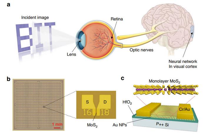 Human visual system and artificial synaptic devices array.