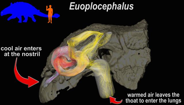 Nasal Air-Conditioning in Euoplocephalus
