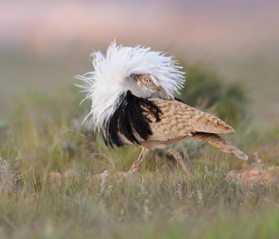 Male Houbara Bustard