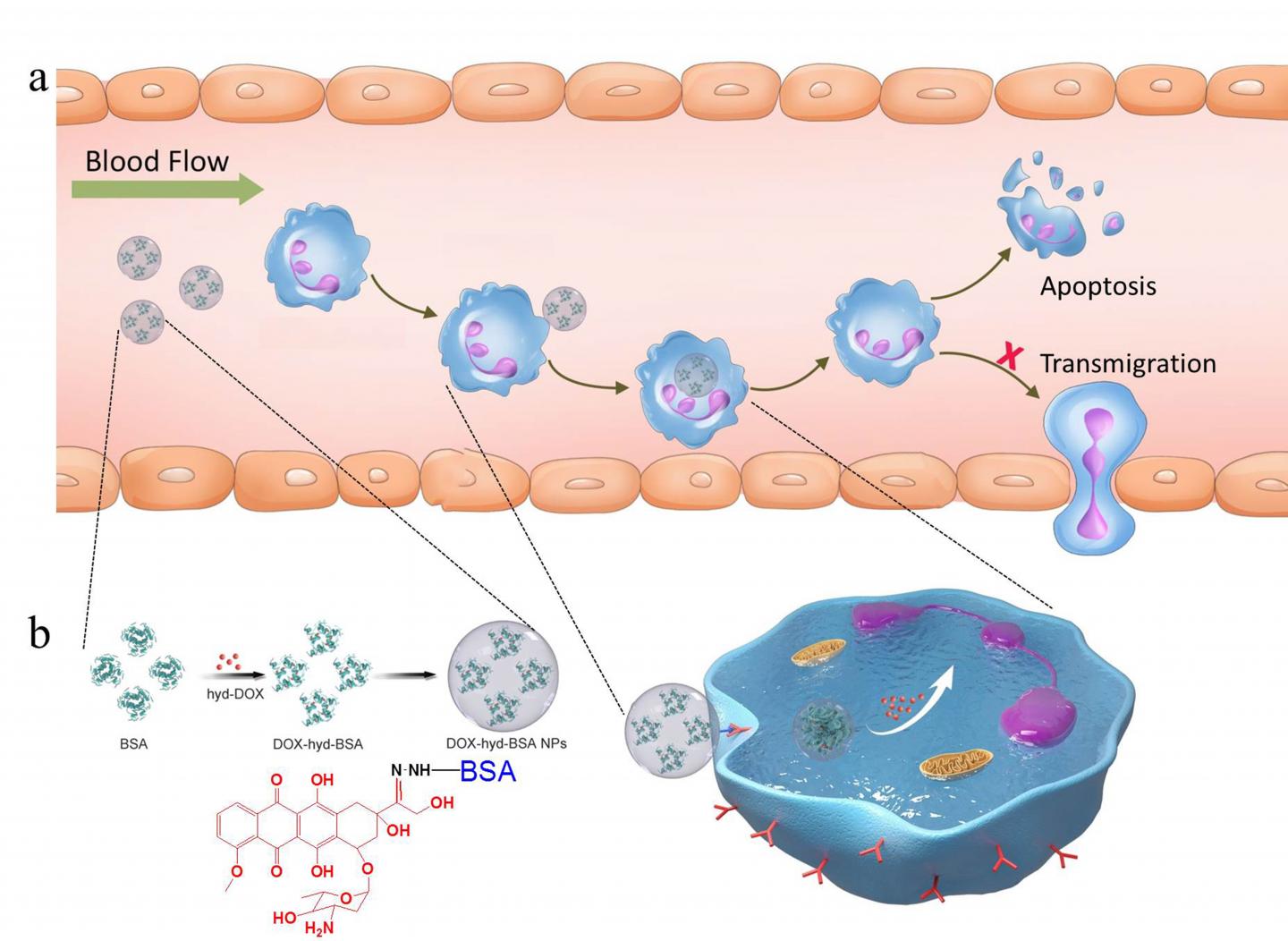 Nanoparticle Illustration Image Eurekalert Science News Releases